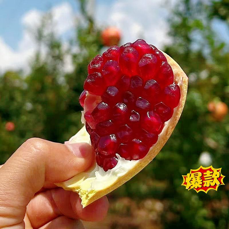 突尼斯软籽石榴实惠装现摘现发