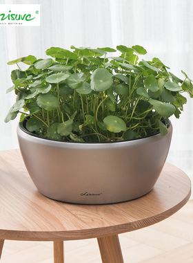 大口径多肉花盆桌面双层储水懒人自吸水无孔不漏水种绿萝盆矮塑料