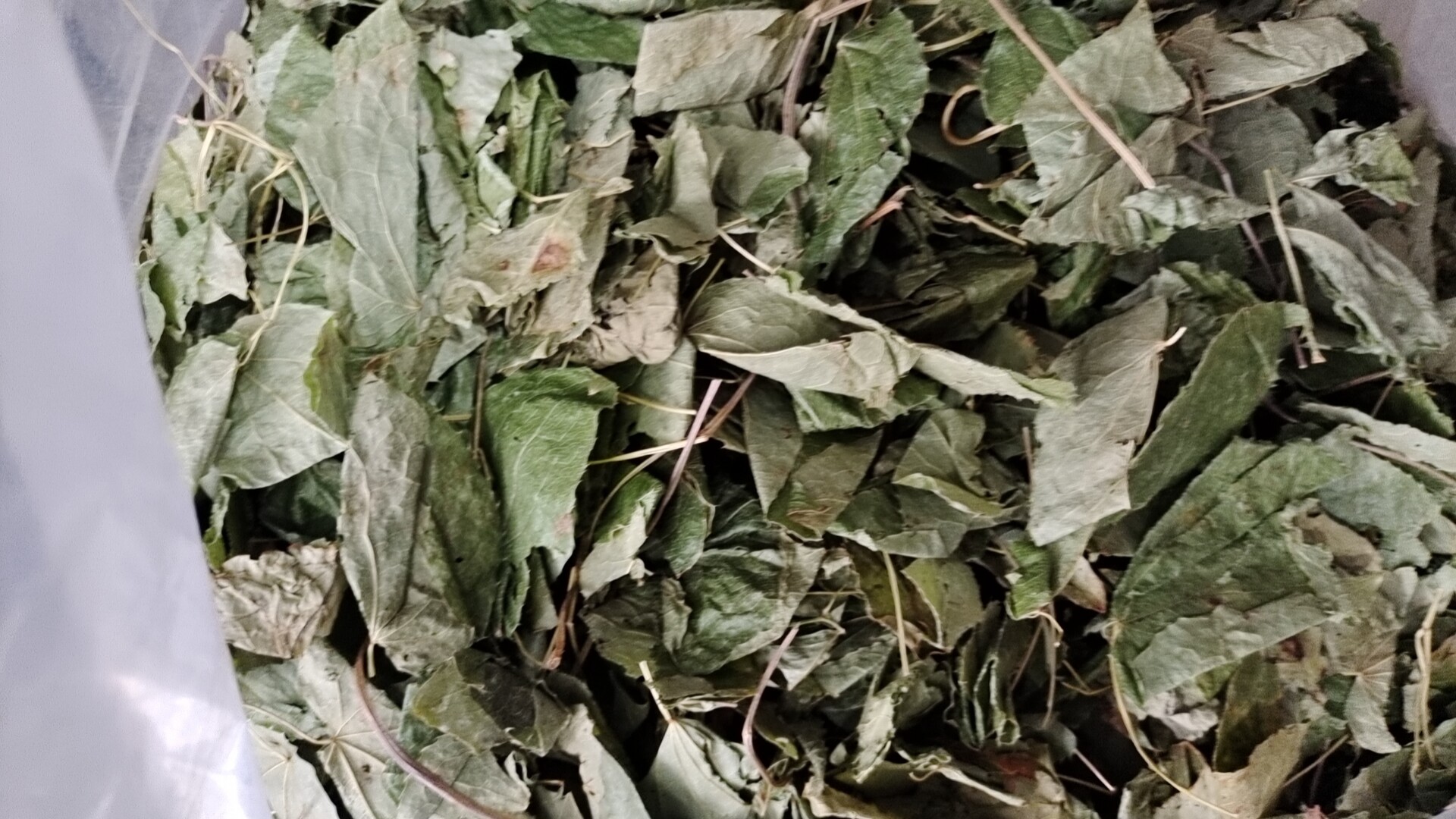 三叶草中药材野生三枝九叶草包邮正品新货散装泡酒泡水喝茶