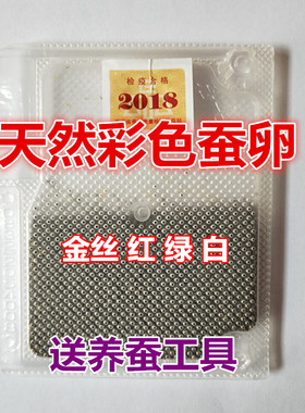 七彩活体金丝科普新鲜桑叶蚕卵