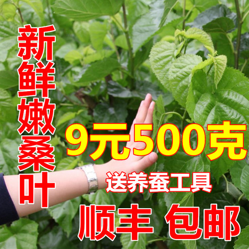 新鲜桑叶蚕宝宝饲料特嫩盆栽现摘