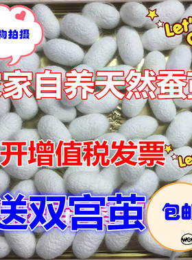 农家自养天然蚕茧美容蚕茧球入药
