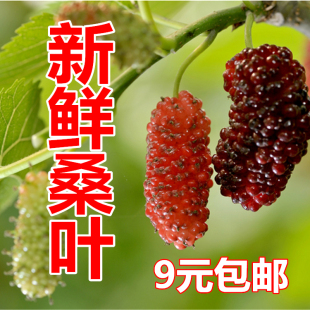 新鲜桑叶蚕宝宝饲料小蚕嫩桑叶桑树苗盆栽现摘桑叶农家自种包邮