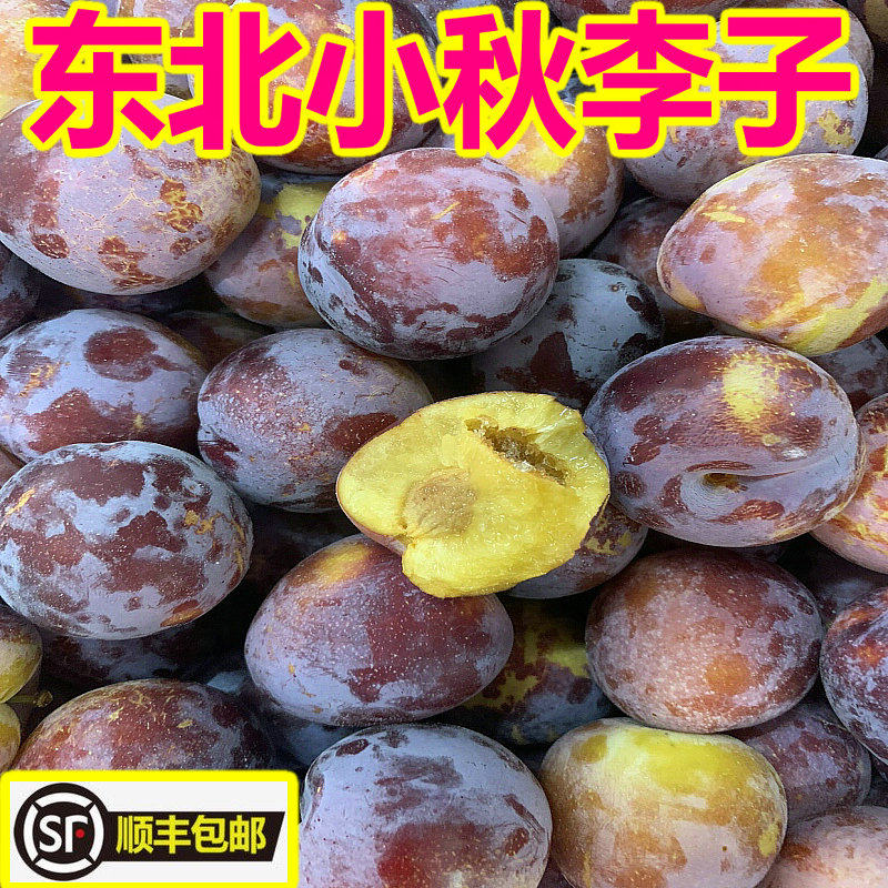 东北秋李子东北李子顺丰包邮小脆脱骨李子非大红袍李子5斤包邮