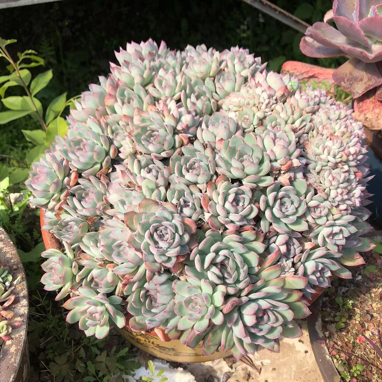 莎莎女王厚叶花月夜多肉老桩植物稀有多肉植物组合盆栽大株超大