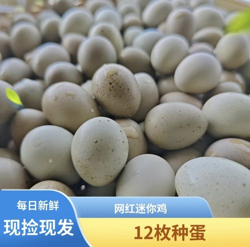 芦丁鸡种蛋宠物鸡种蛋可孵化受精种蛋网红迷你小鸡种蛋全色系德系