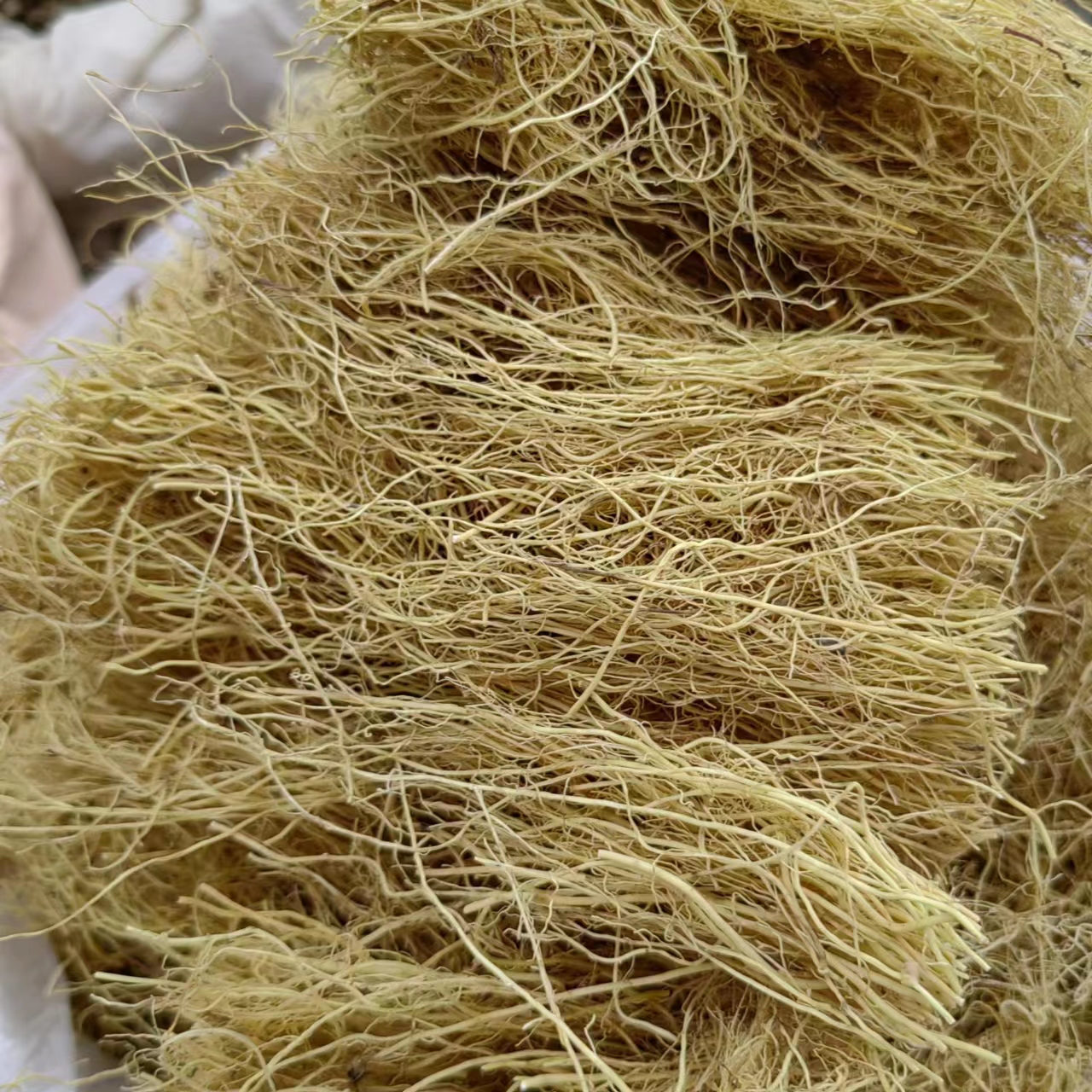 新货正品细辛  干净 去头细辛中药材 无杂志100克