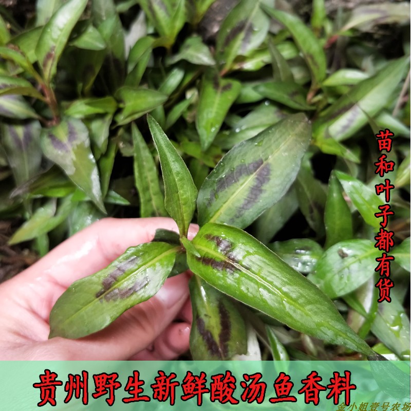 贵州香柳带根香料鱼料鱼香菜