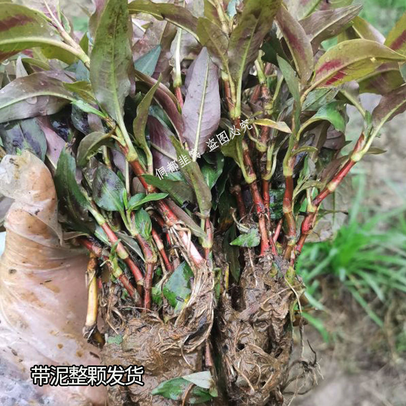 贵州鱼廖根香柳苗水培好种