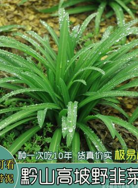 宽叶大叶野韭菜现挖原产地发货