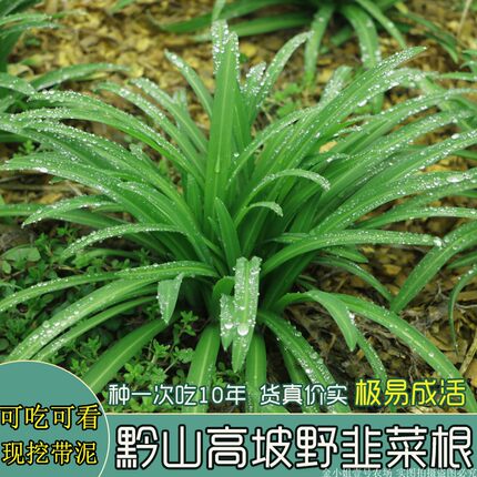 贵州大叶野韭菜根正宗宽叶韭菜石韭菜老品种原产地现挖韭菜根苗
