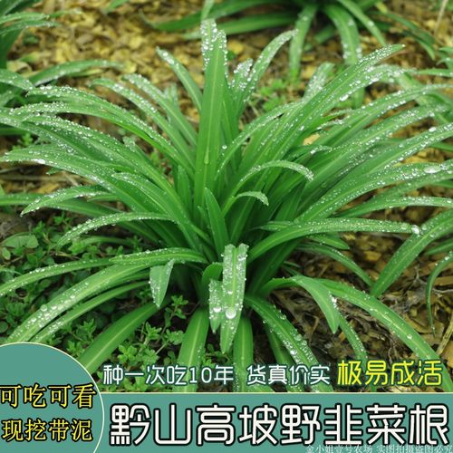 宽叶大叶野韭菜现挖原产地发货