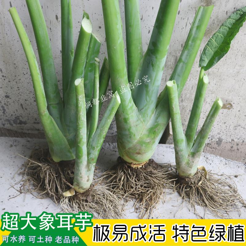 象耳芋大叶广菜白芋杆