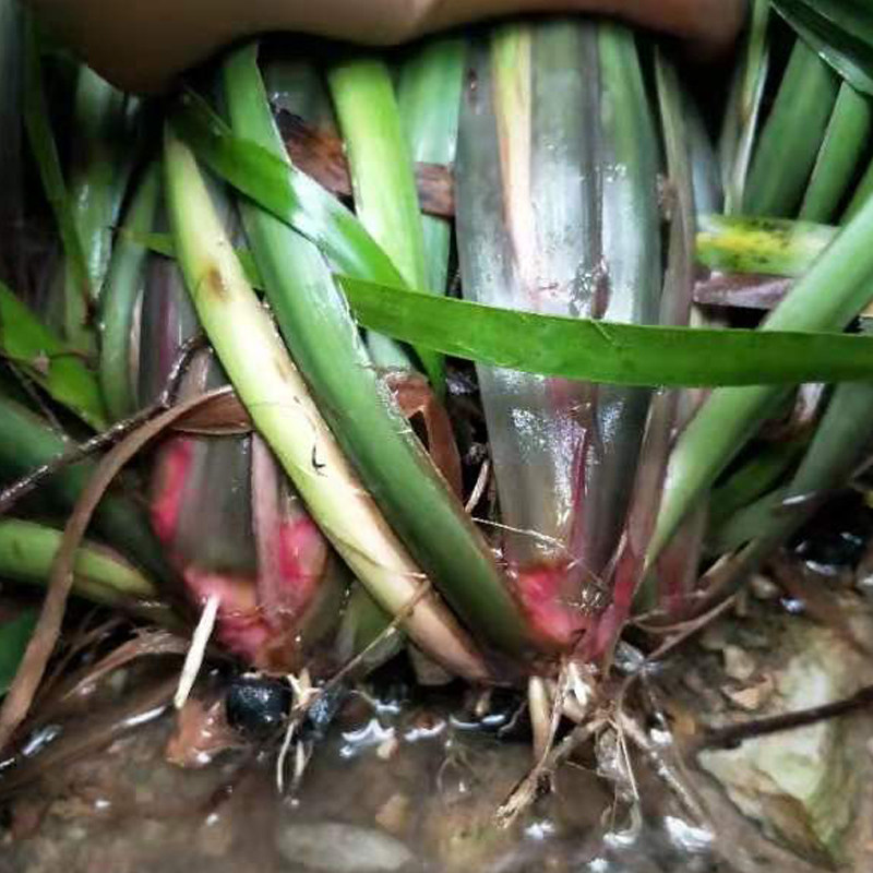 新鲜山萘五香草三奈茴香菖蒲大料贵州特产香料草带根可食用香草料