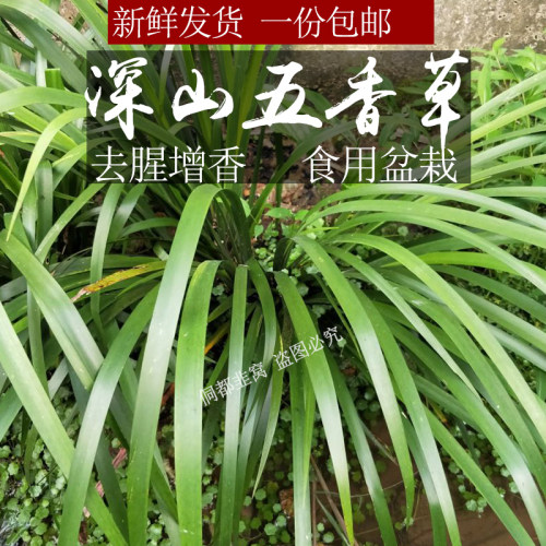 新鲜山奈五香草香料草贵州特产