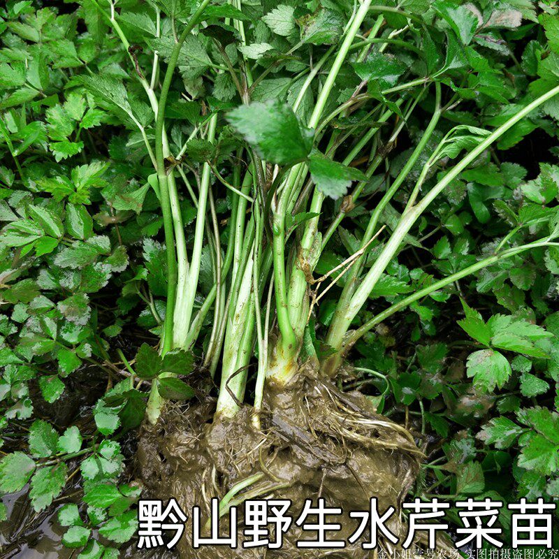 贵州深山野芹菜香芹菜水芹菜大叶芹现摘整颗新鲜野菜阳台种菜好活