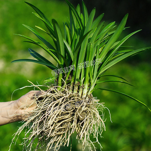 贵州大叶野韭菜现挖新鲜老品种