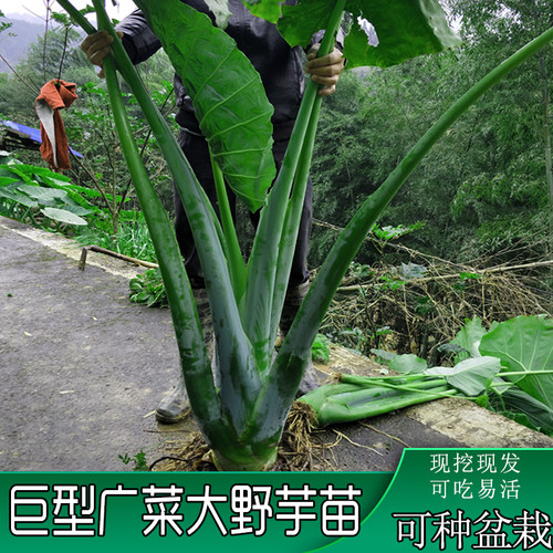 侗都韭窝广菜苗根现挖切叶玉禾苗