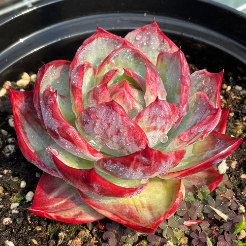 无肉不欢惊鸿仙子多肉植物