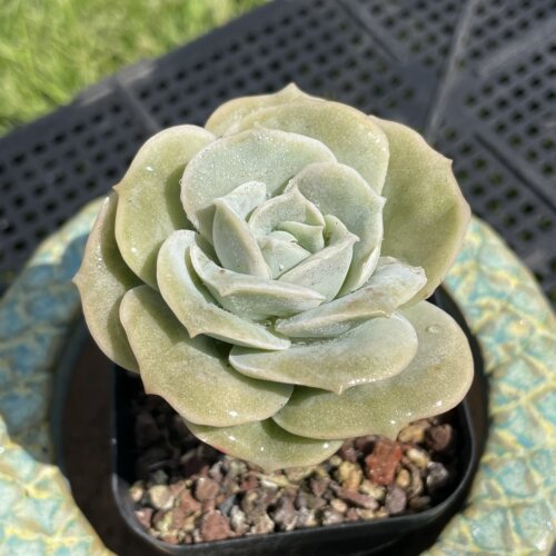 无肉不欢 可爱玫瑰精品控养老桩 一物一拍 多肉植物 0309更新