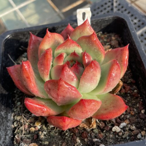 无肉不欢阿姆斯壮多肉植物