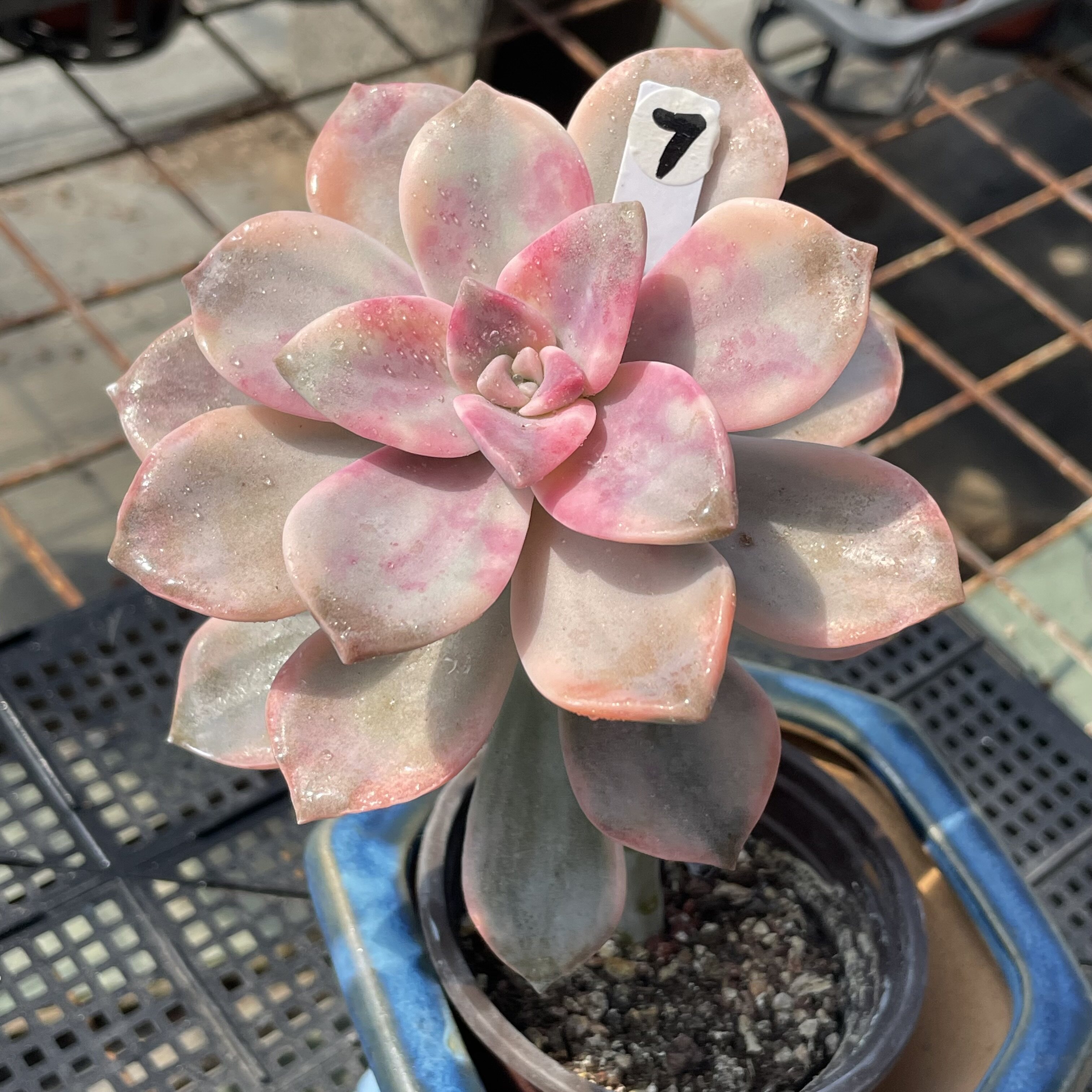 无肉不欢 紫乐锦 一物一拍 多肉植物 0910更新图片