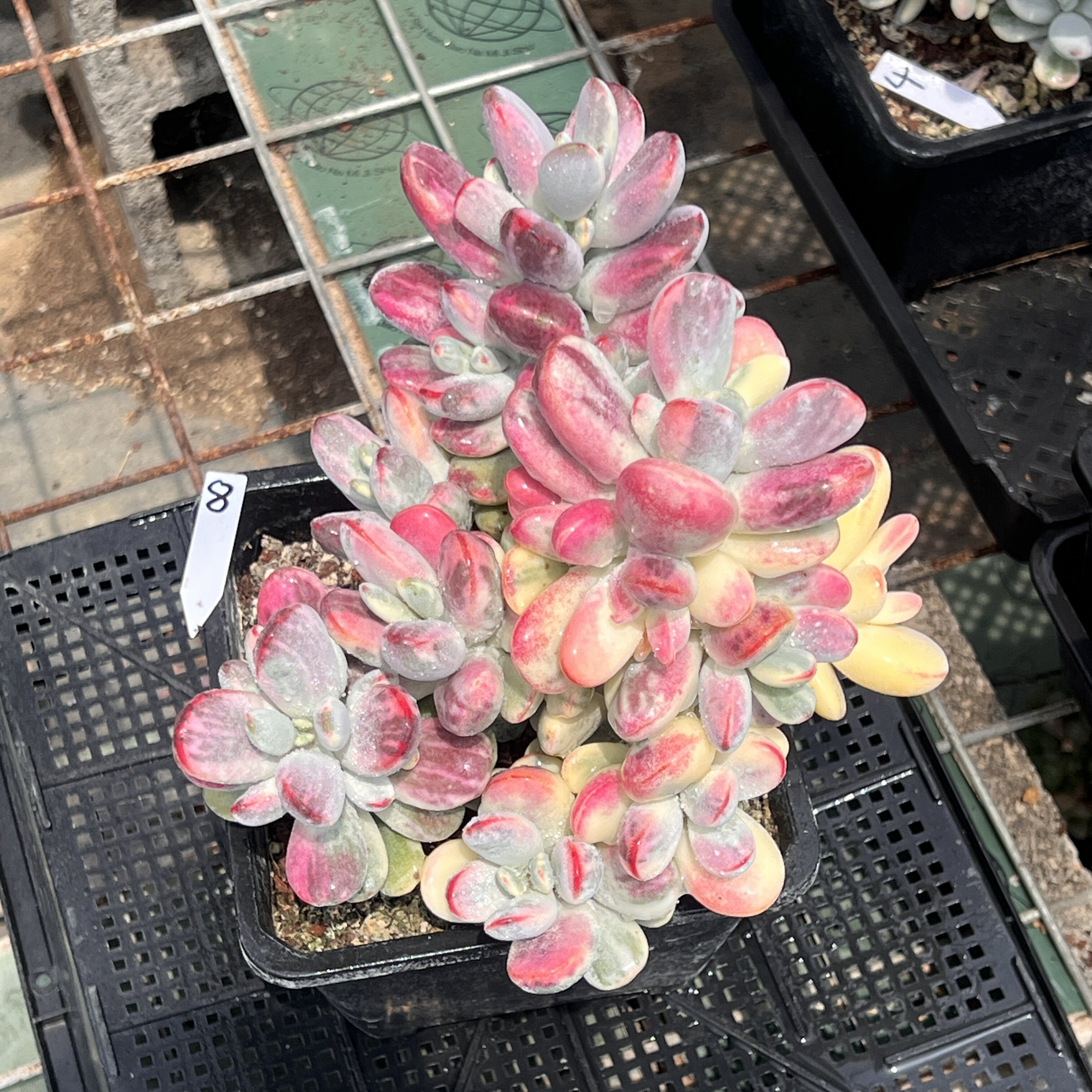 无肉不欢 乒乓福娘锦 自然群生4年老桩 一物一拍多肉植物0523更新