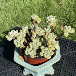 无肉不欢 劳尔老桩群生 一物一拍 多肉植物 0125更新