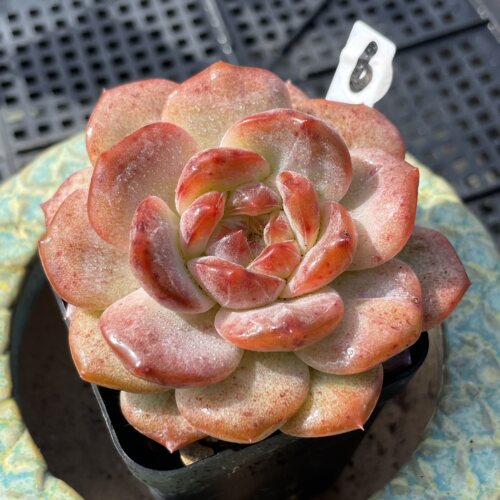 无肉不欢红琥珀多肉植物