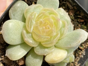 无肉不欢 白色恋人 白恋 糖心多肉 一物一拍 多肉植物 0423更新