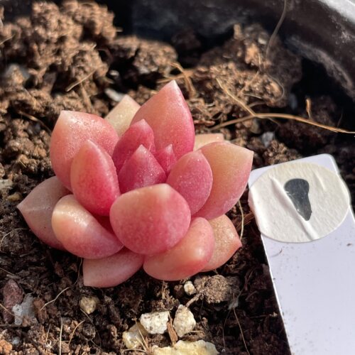 无肉不欢 迷雾泡泡 一物一拍 多肉植物 0823更新