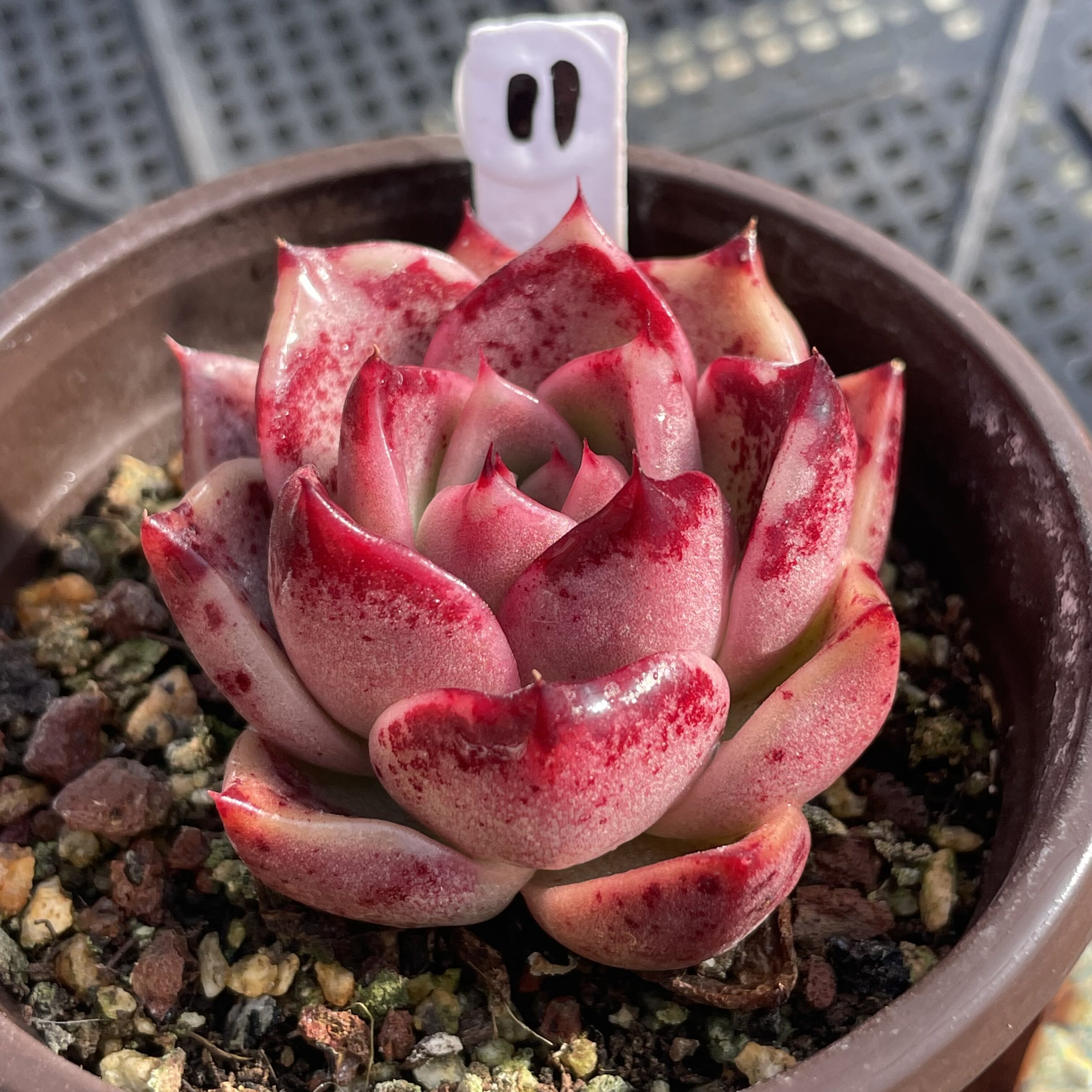 无肉不欢 星灵地图 一物一拍 多肉植物 0401更新