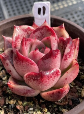 无肉不欢 星灵地图 一物一拍 多肉植物 0127更新