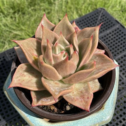 无肉不欢 星星锦 一物一拍 多肉植物 1129更新