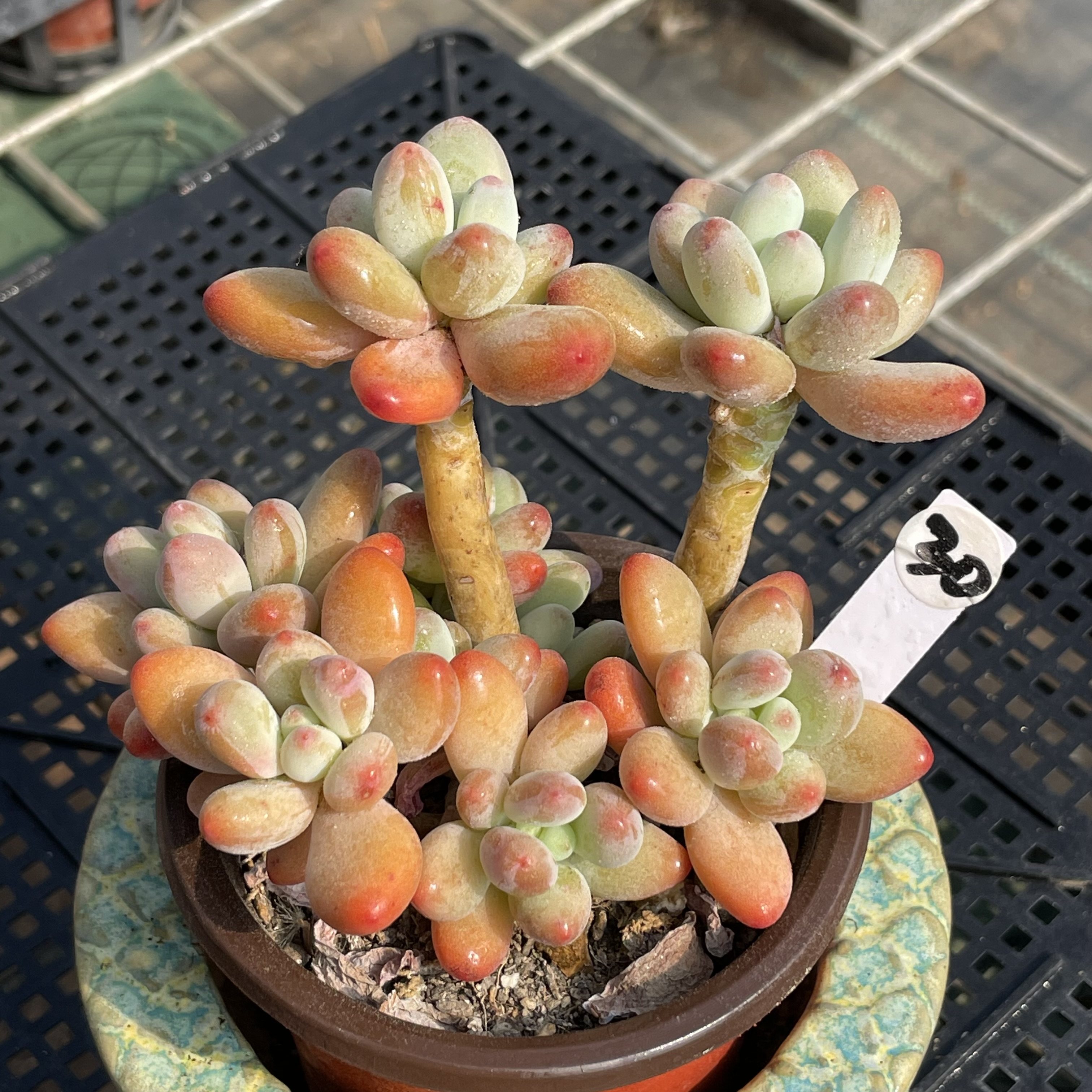 无肉不欢 苹果美人 一物一拍 多肉植物 0112更新,鲜花速递/花卉仿真/绿植园艺,多肉植物,淘宝优惠券,粉丝福利购,淘宝优惠卷