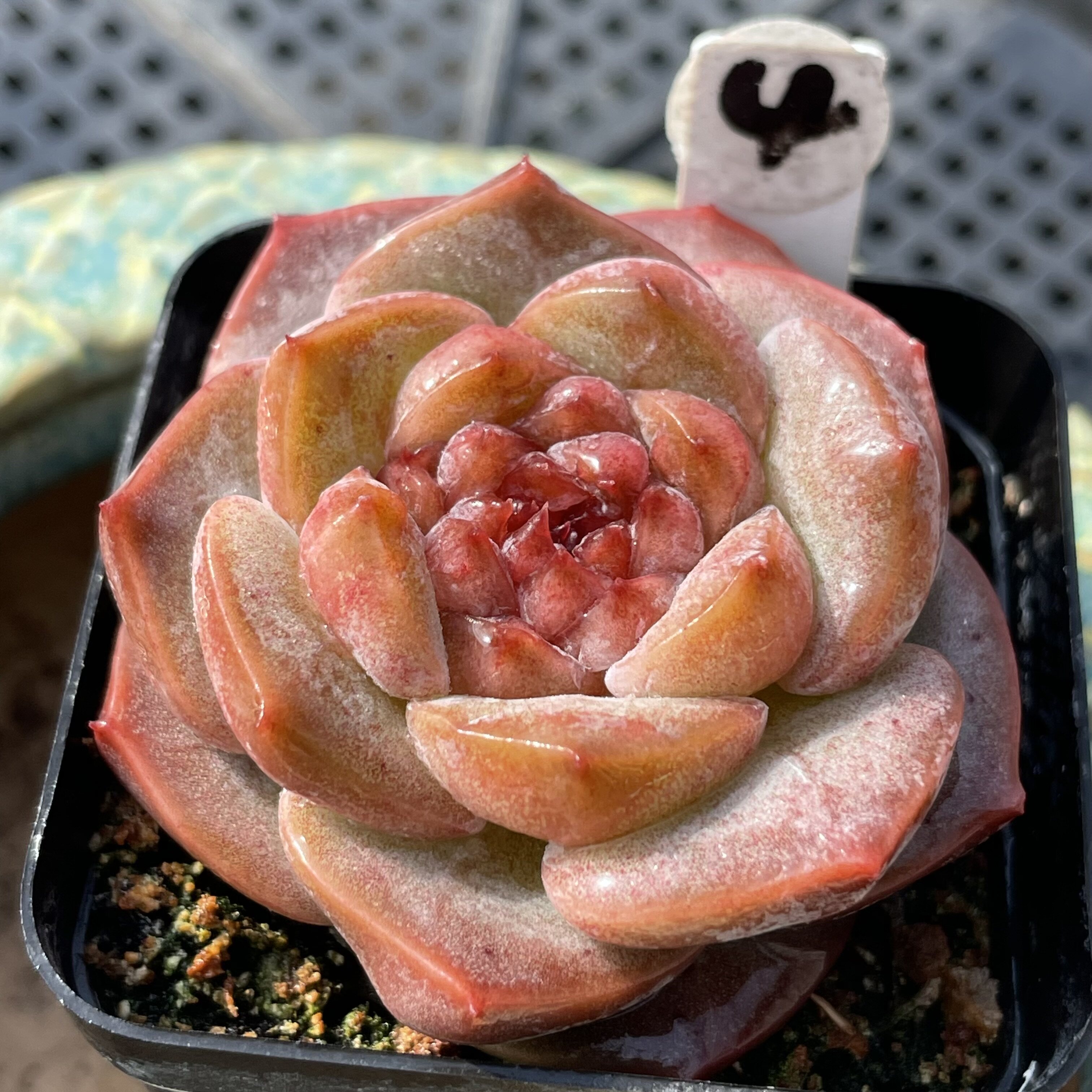 无肉不欢 草莓蛋糕 一物一拍 多肉植物 0306