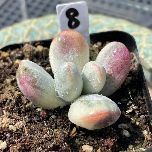 无肉不欢 乒乓福娘锦小苗 一物一拍 多肉植物 0402更新