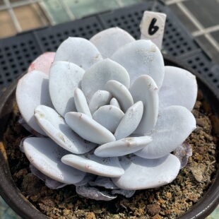 无肉不欢 雪莲 一物一拍 多肉植物 0515更新