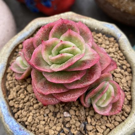 无肉不欢 冰玫瑰  一物一拍 多肉植物 1129-2更新