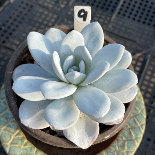 无肉不欢 雪莲 一物一拍 多肉植物 0815更新