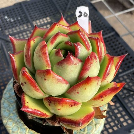 无肉不欢 东云原始种优选 一物一拍 多肉植物 1129更新