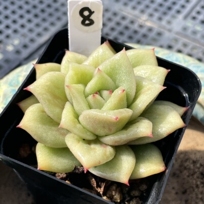 无肉不欢林肯玛利亚多肉植物
