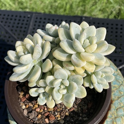 无肉不欢 劳尔锦 一物一拍 多肉植物 0125更新