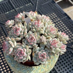 多肉植物 一物一拍 0325更新 小乔自然群生 无肉不欢