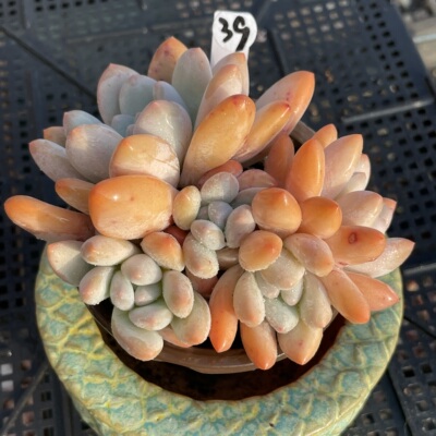 无肉不欢 香水3年生自然群生 一物一拍 多肉植物 0324更新