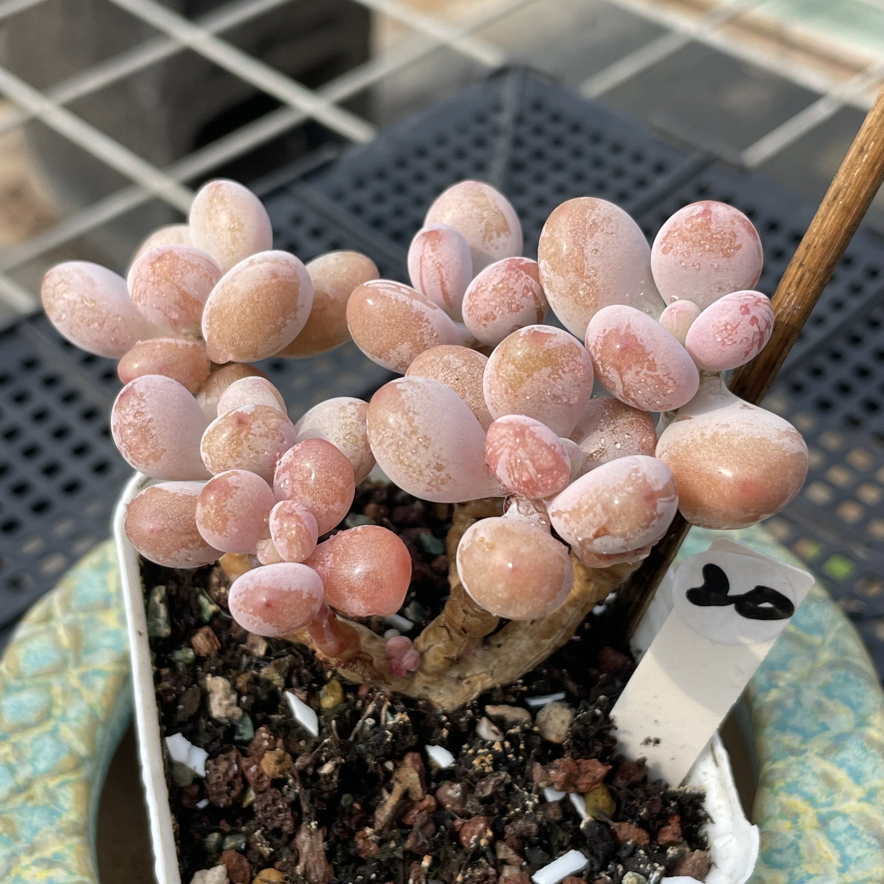 无肉不欢 桃之卵桃蛋3年生小老桩造型桩一物一拍多肉植物0821更新