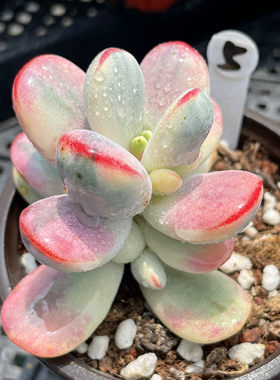 无肉不欢乒乓福娘锦多肉植物