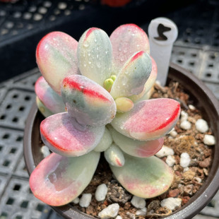 无肉不欢 一物一拍 多肉植物 0401更新 乒乓福娘锦西瓜锦全锦