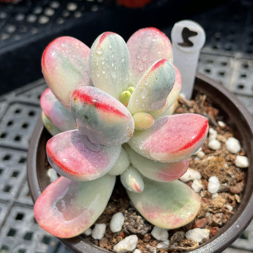 无肉不欢乒乓福娘锦多肉植物