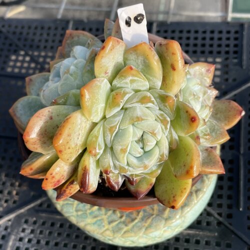无肉不欢厚梦多肉植物